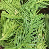 joint tincture - anti inflammatory herbal blend