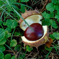 horse chestnut oil - fresh & high quality serum