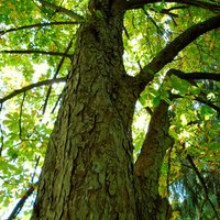 horse chestnut oil - fresh & high quality serum