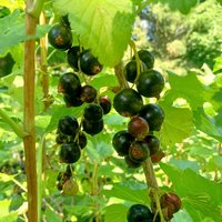 black currant tincture - fresh berry extract