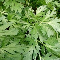 wormwood tincture - artemisia absinthium extract