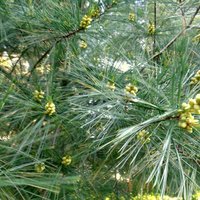 pine pollen men's formula - with nettle root