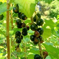 fountain of youth tincture - dark berry w/pine pollen