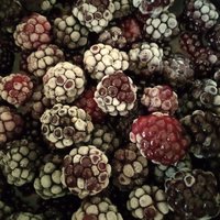 fountain of youth tincture - dark berry w/pine pollen