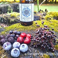 fountain of youth tincture - dark berry w/pine pollen