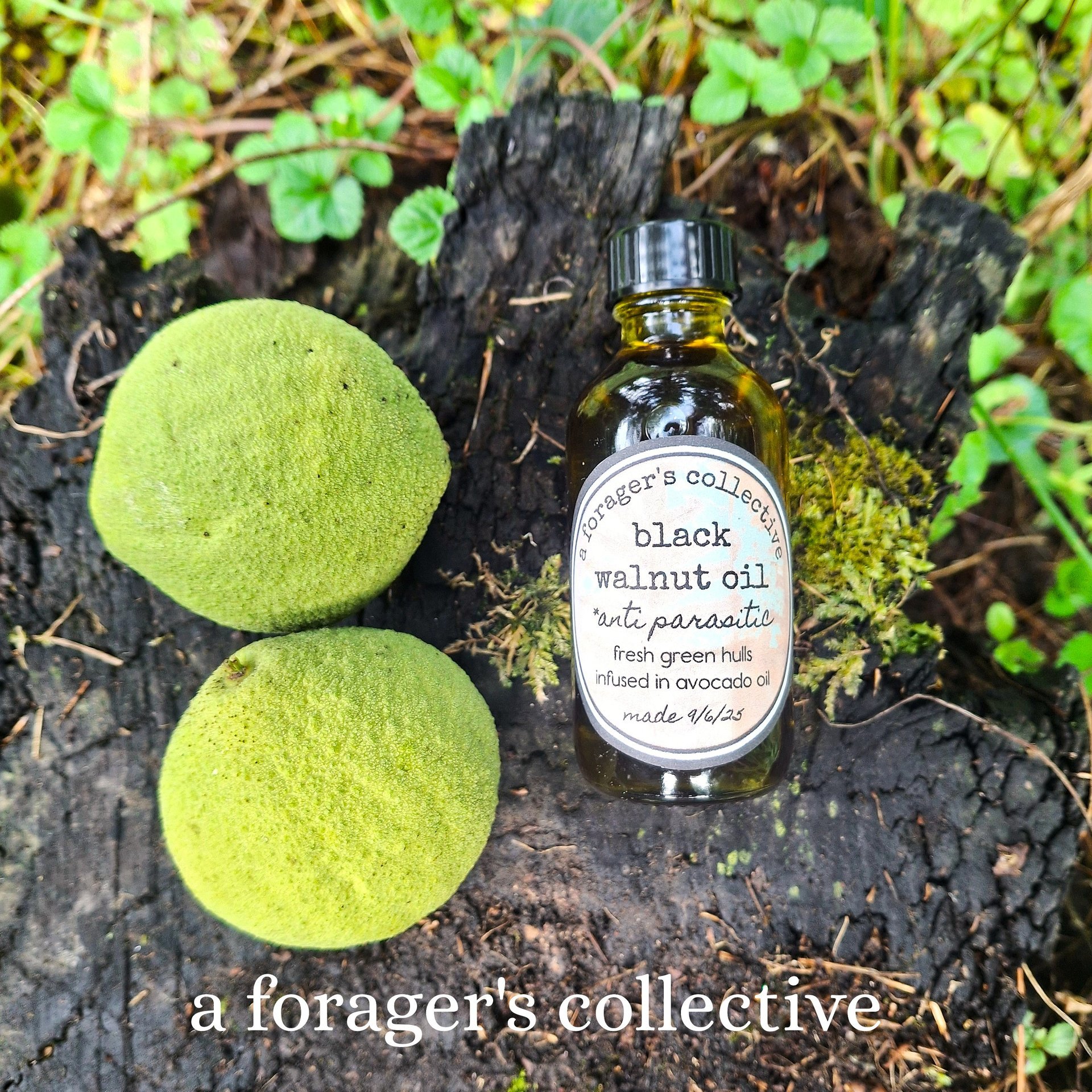 black walnut oil - anti parasitic - juglans nigra