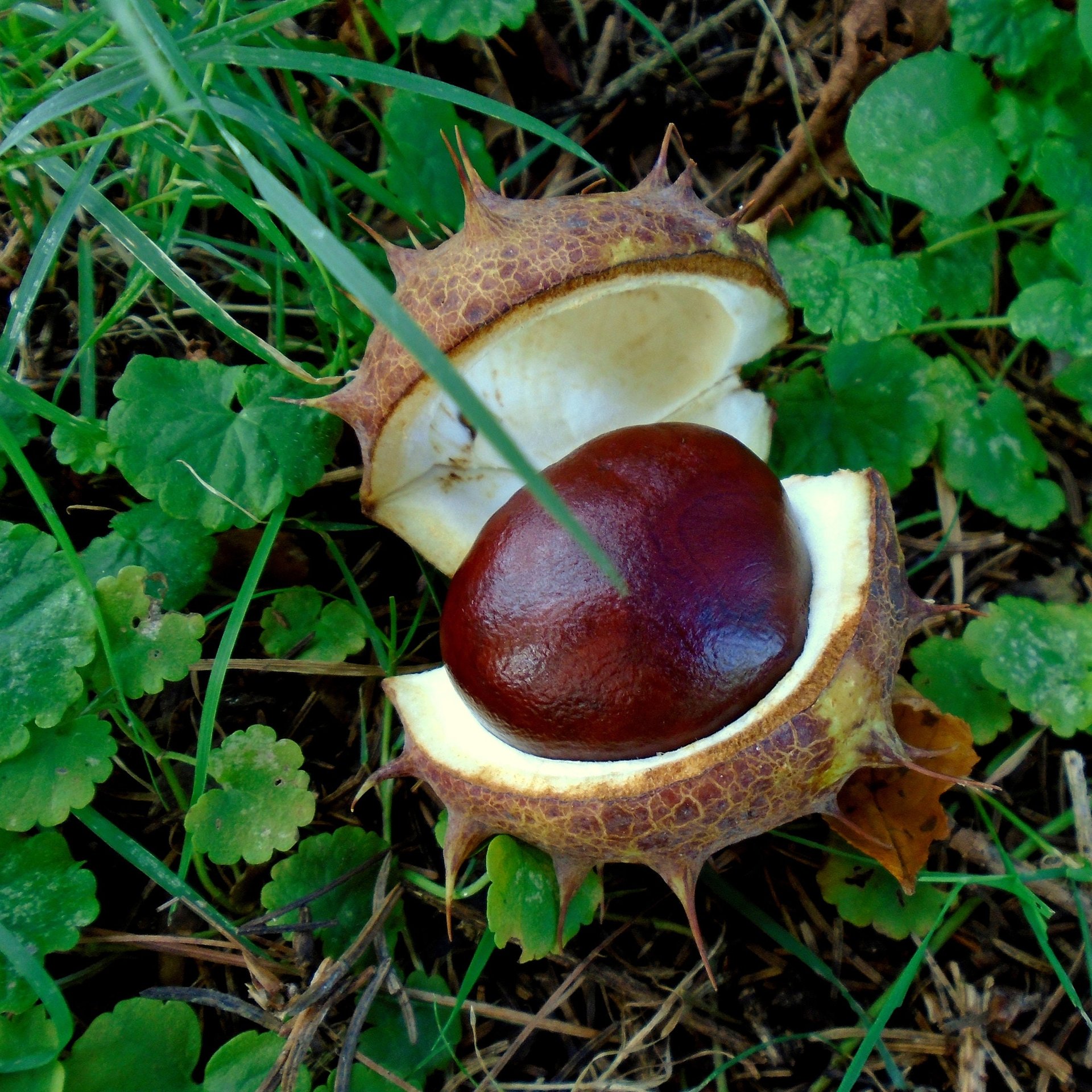 horse chestnut oil - fresh & high quality serum