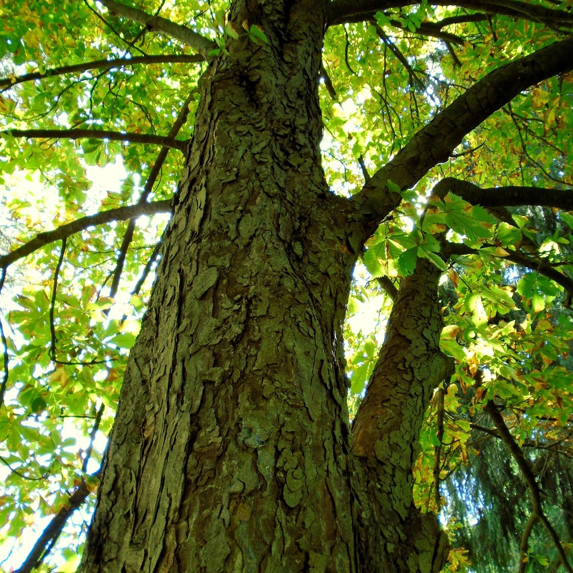 horse chestnut oil - fresh & high quality serum