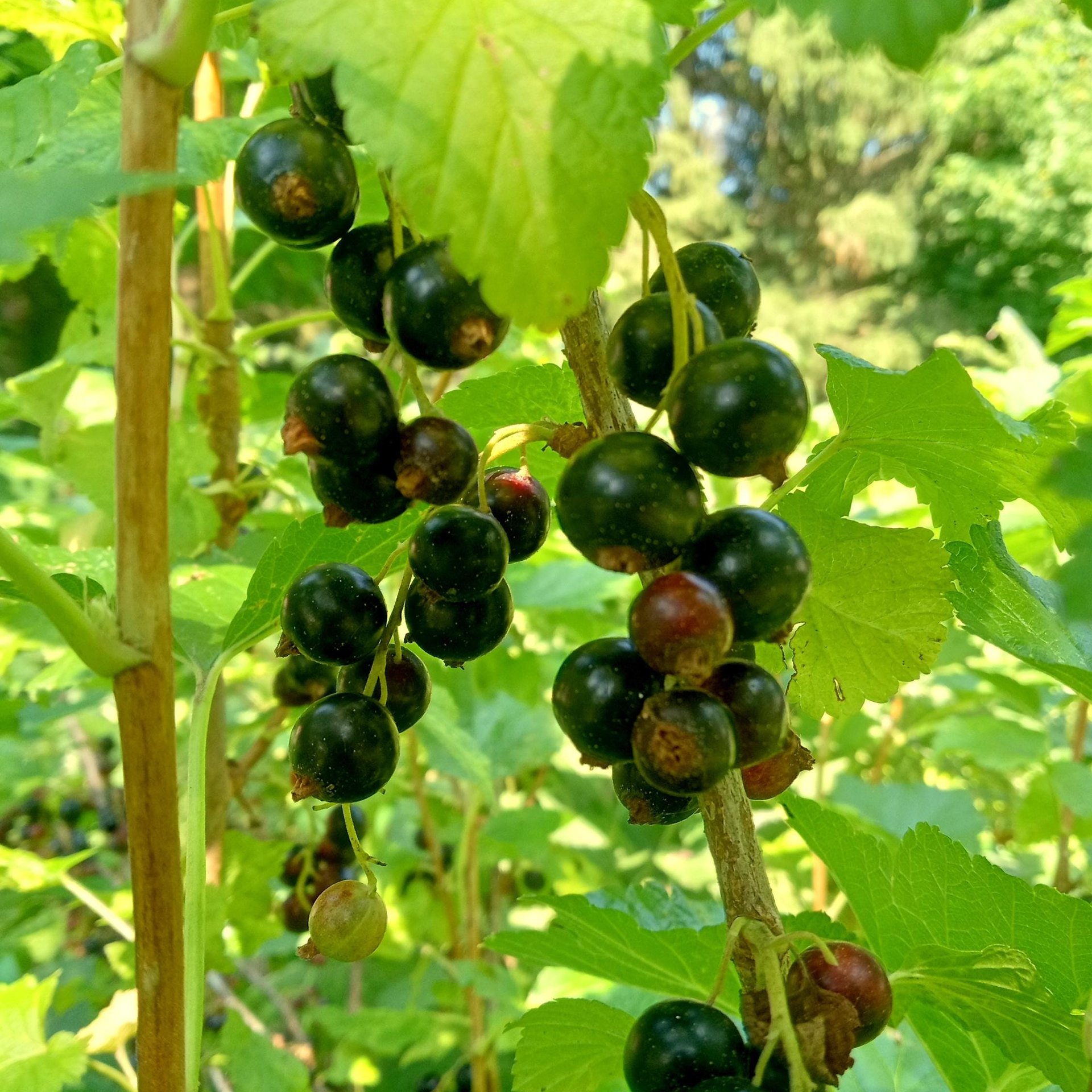 black currant tincture - fresh berry extract