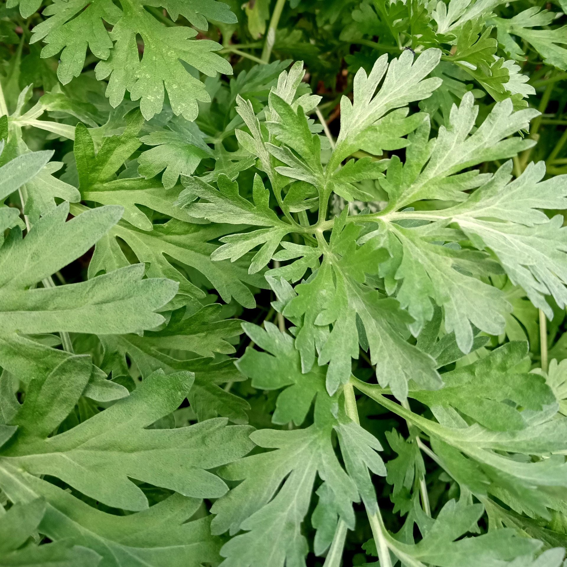 wormwood tincture - artemisia absinthium extract