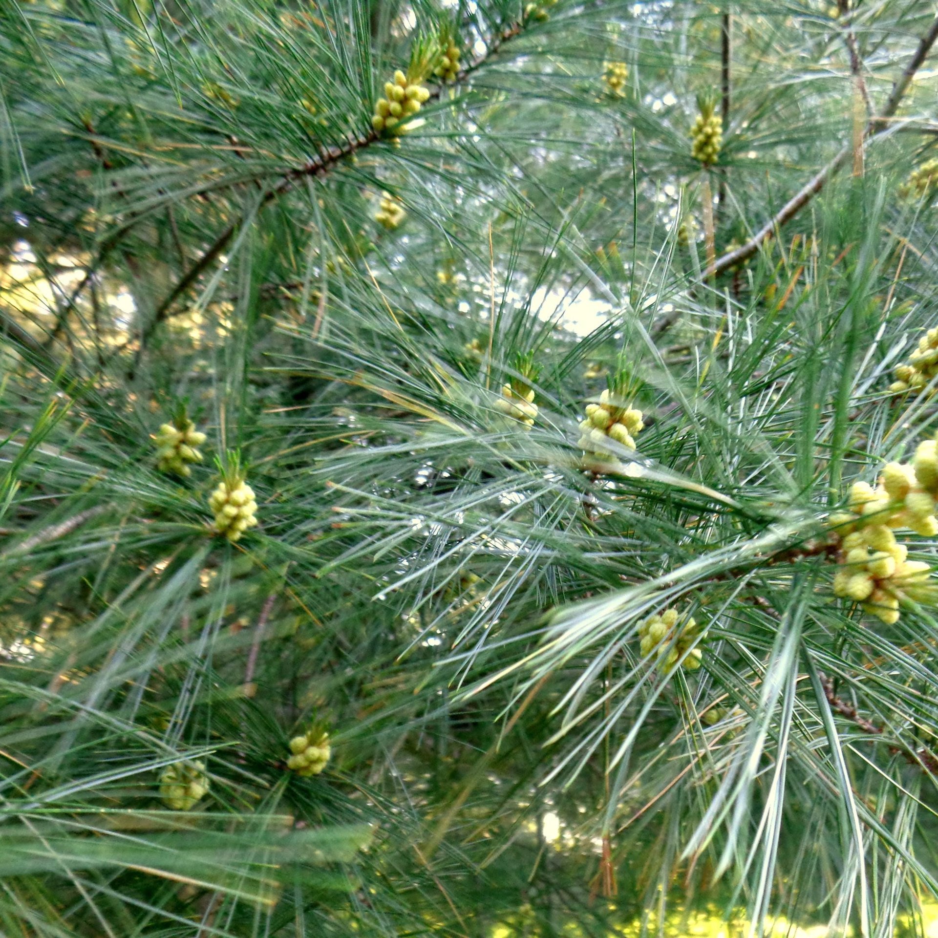 pine pollen men's formula - with nettle root
