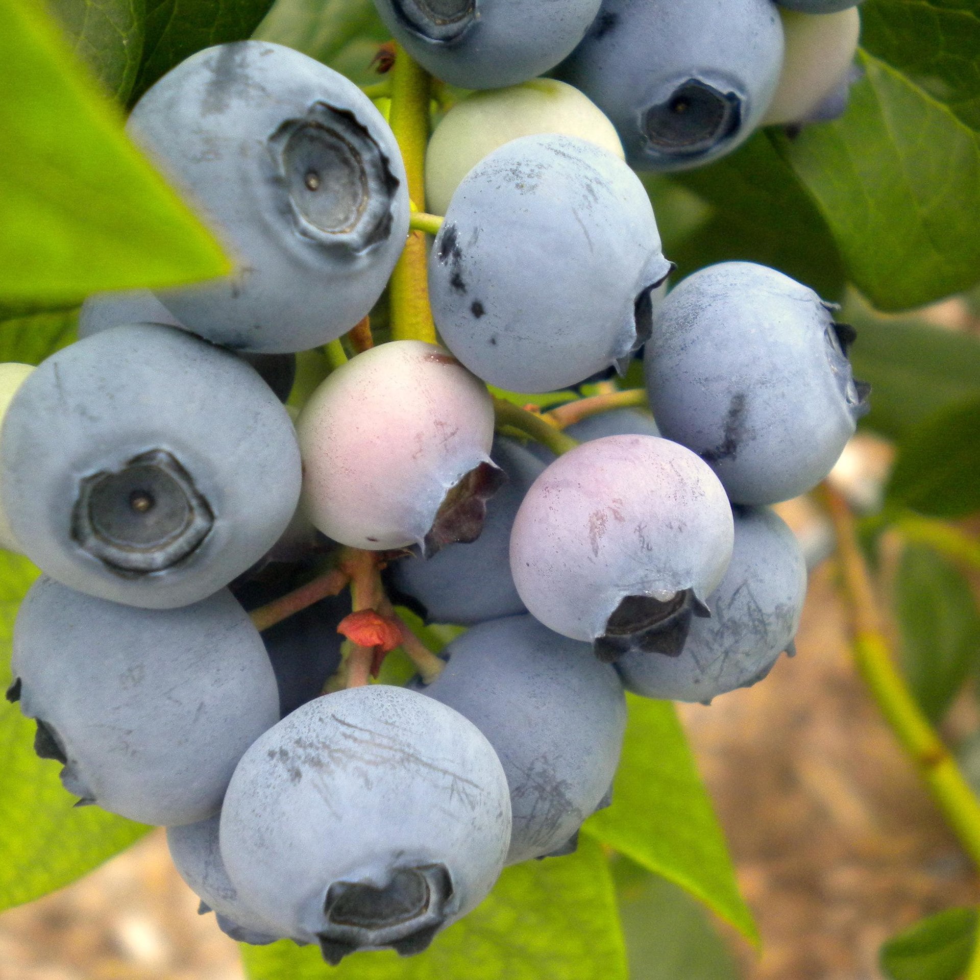 fountain of youth tincture - dark berry w/pine pollen