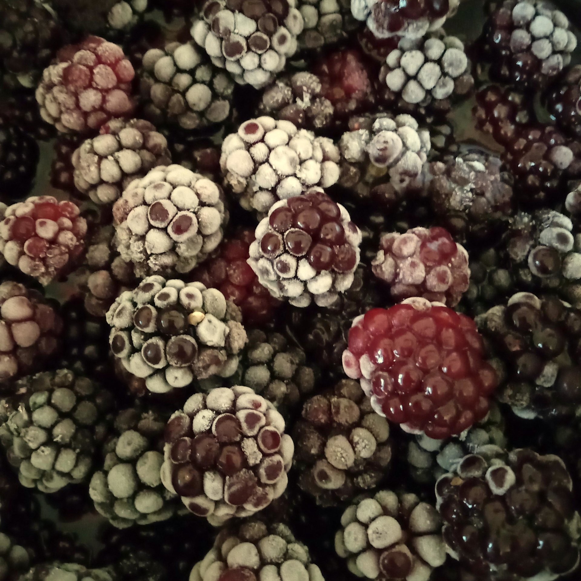 fountain of youth tincture - dark berry w/pine pollen