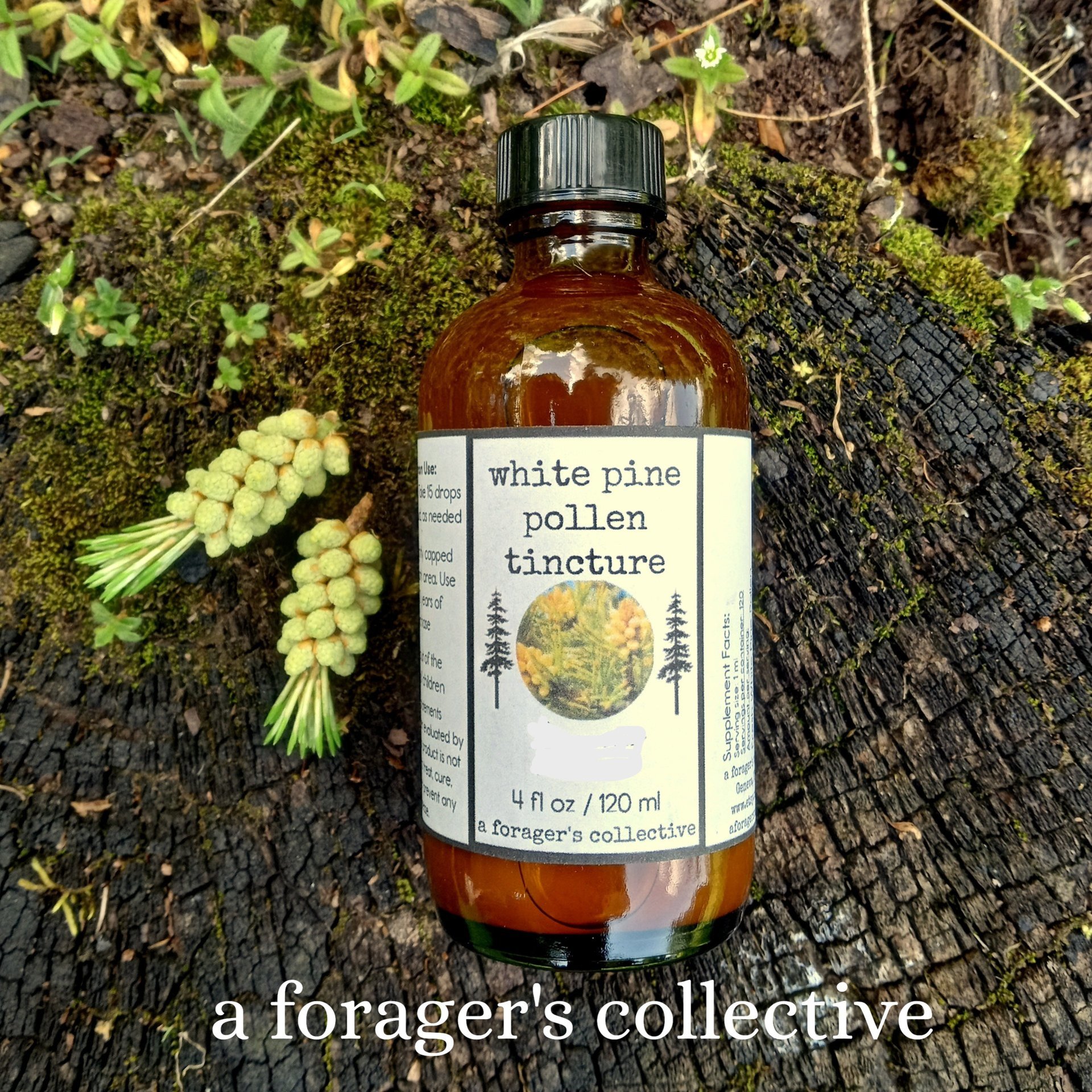 pine pollen tincture - antioxidant everyday formula