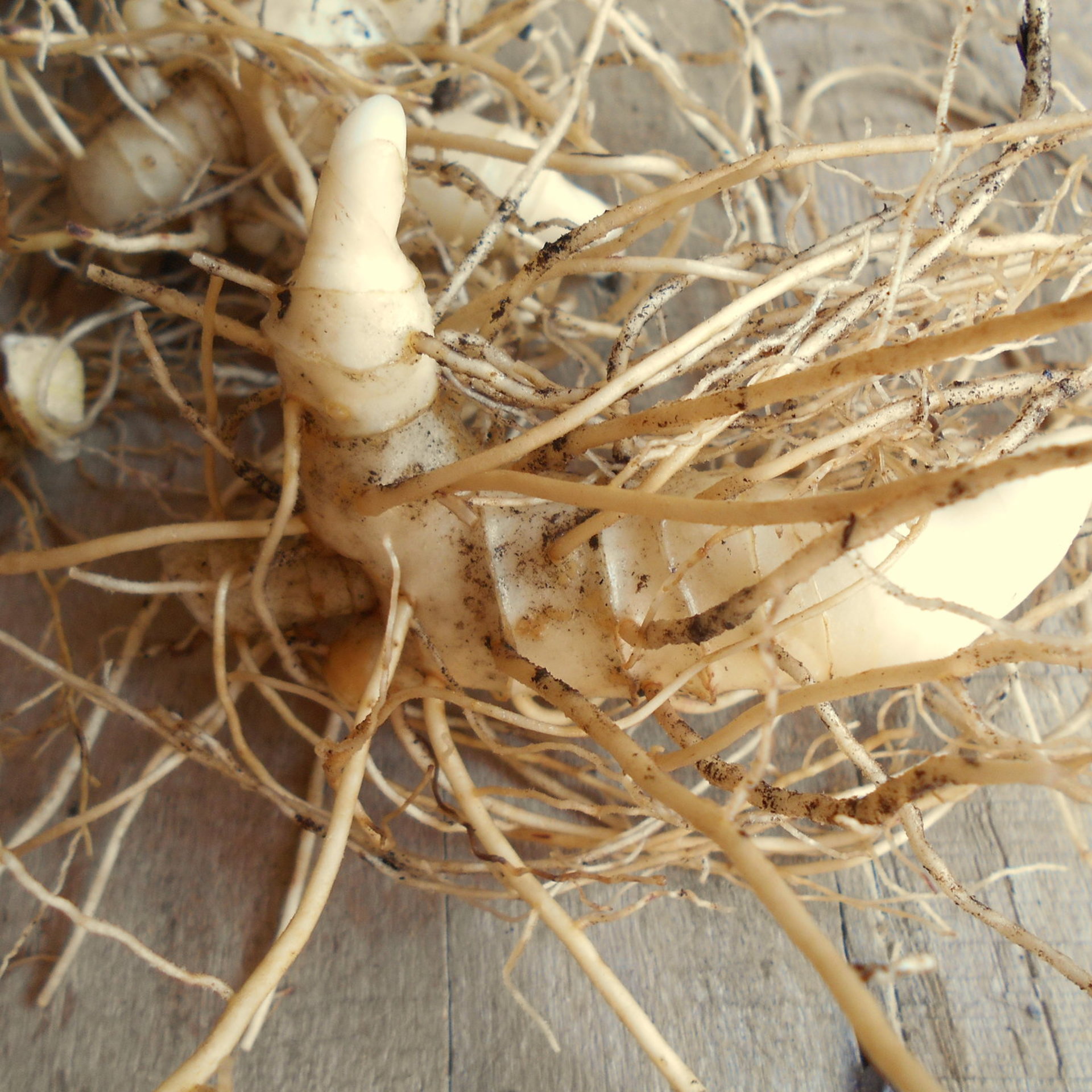 joint tincture - anti inflammatory herbal blend