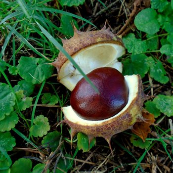 vein salve - w/horse chestnut to tone & nourish