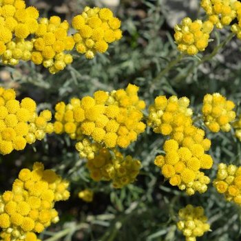 helichrysum oil - immortelle flower herbal infusion