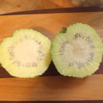 maclura pomifera tincture - osage orange extract