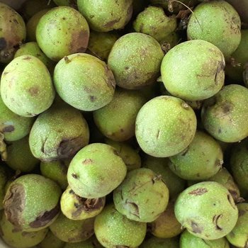 black walnut oil - anti parasitic - juglans nigra