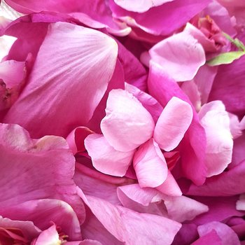 rose flower oil - fresh flower herbal infusion