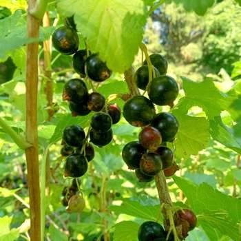 fountain of youth tincture - dark berry w/pine pollen