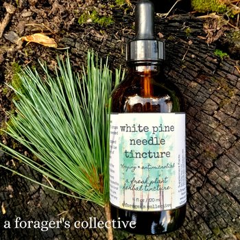 pine needle tincture - pinus strobus double extraction